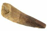 Large, Spinosaurus Tooth - Real Dinosaur Tooth #194296-1